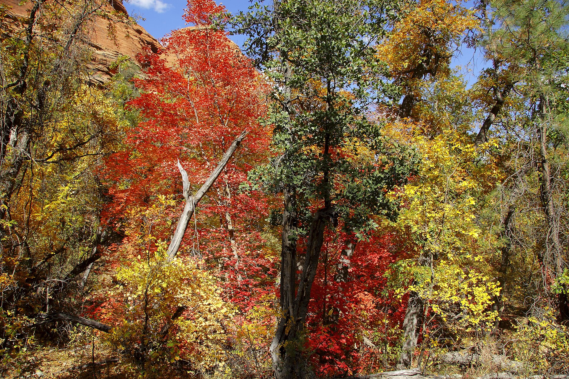Red rock cliffs of the Red Rock-Secret Mountain Wilderness near Sedona