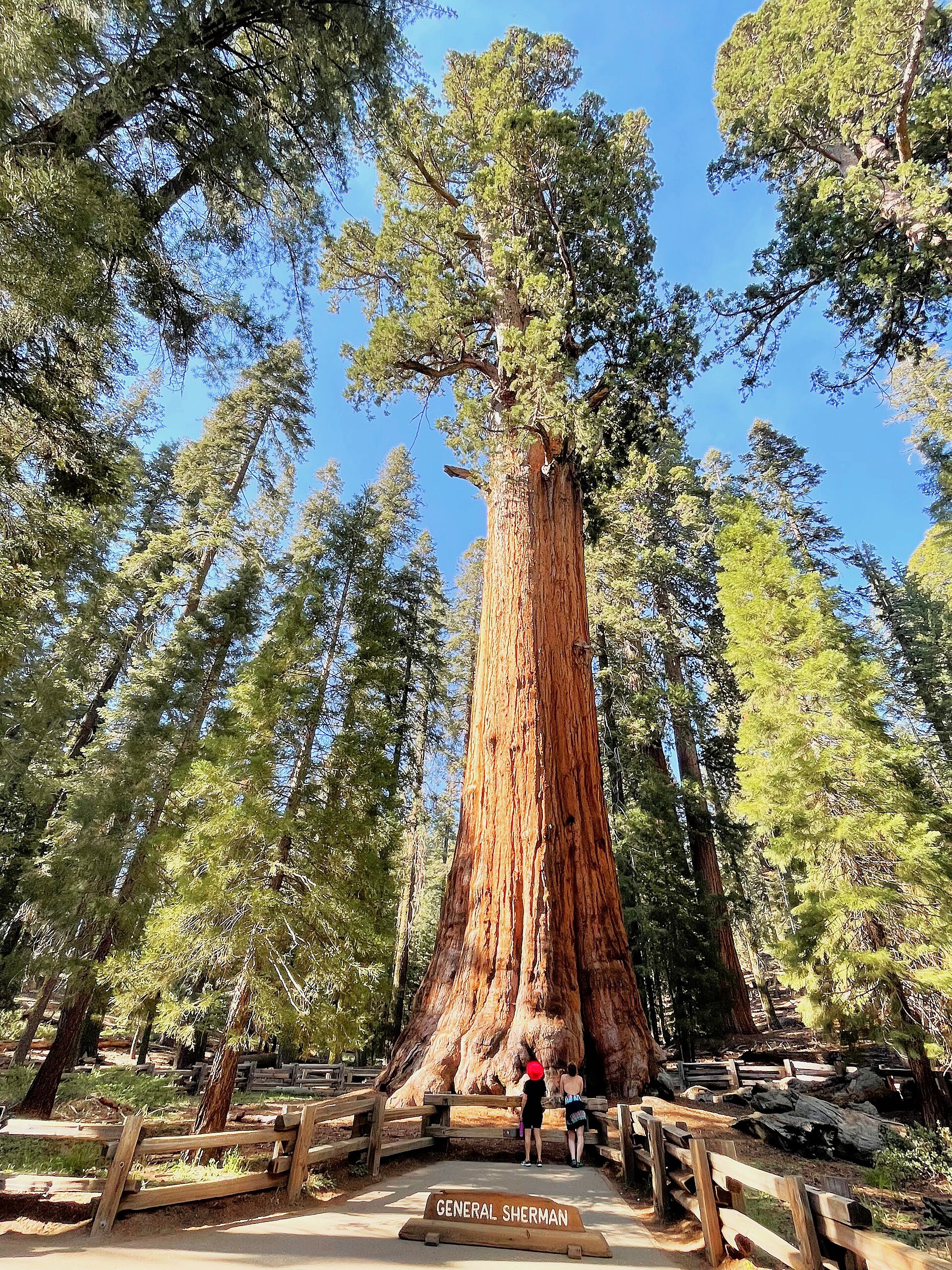 Giant sequoia trees in the Giant Forest, Sequoia National Park