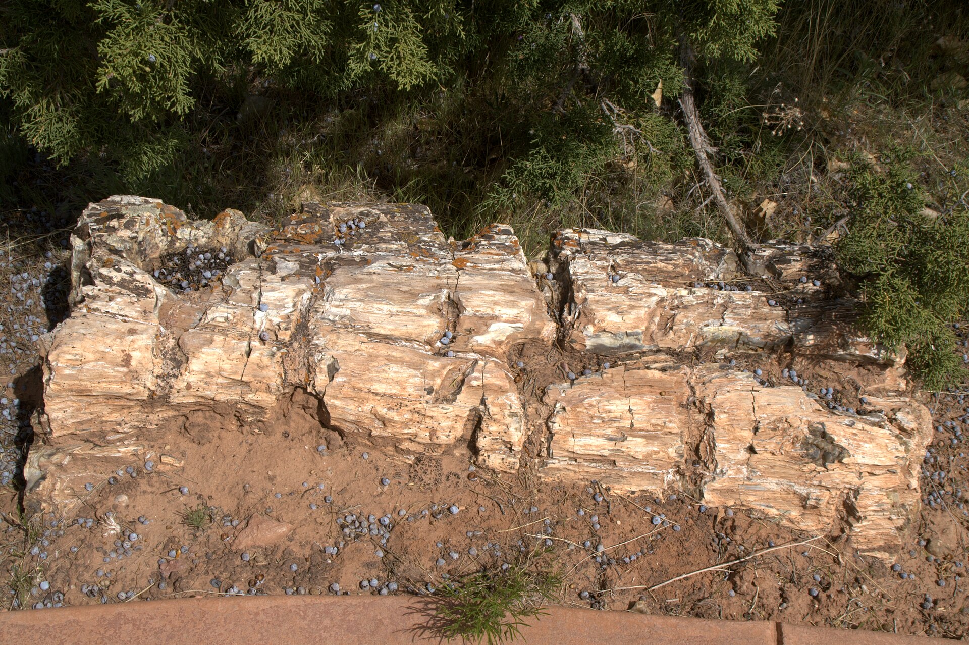 Escalante Petrified Forest State Park, Utah