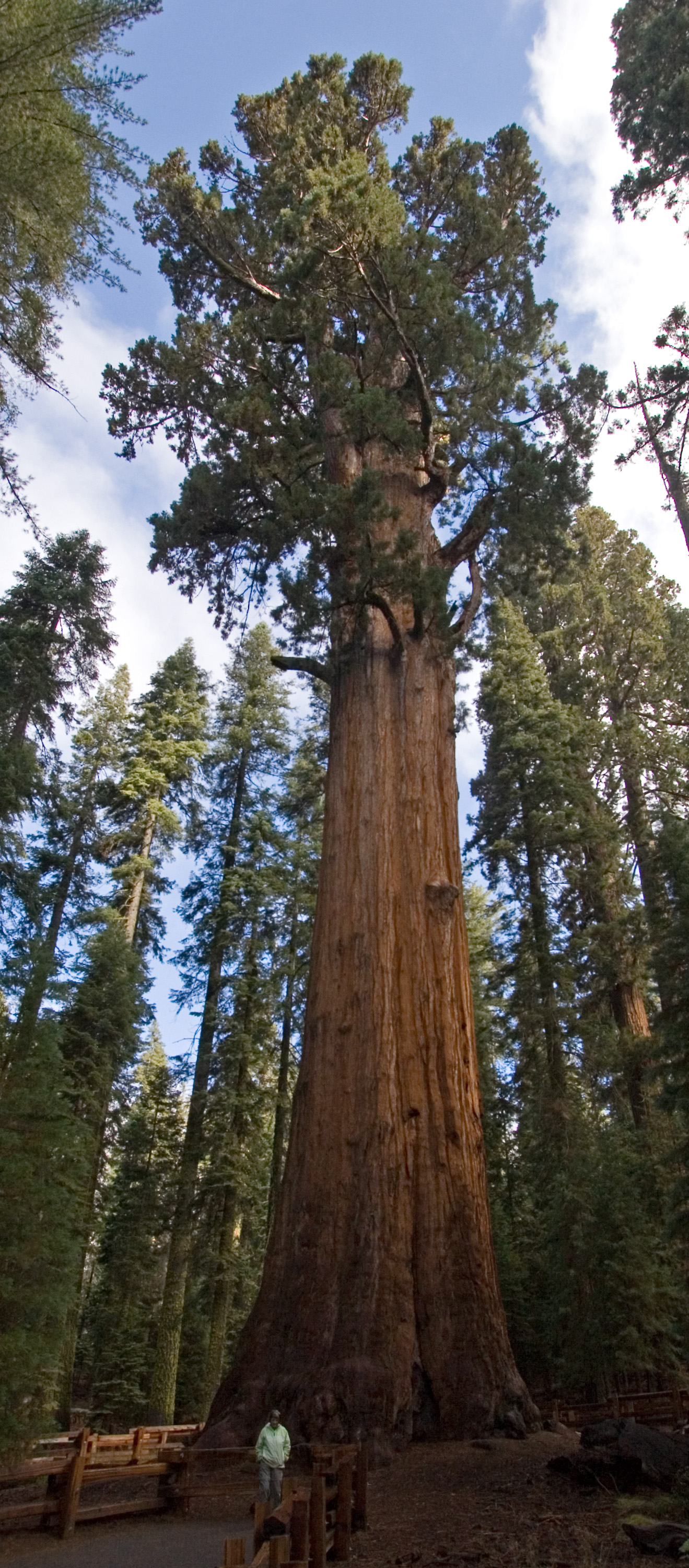 The General Sherman Tree in Sequoia National Park